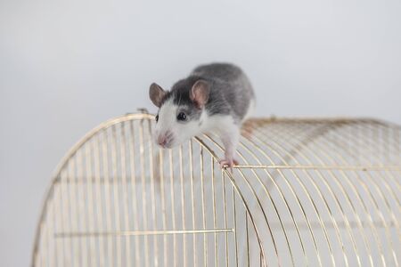 Rat on the roof of his house. Rat cage