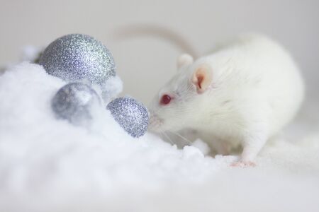Rat among snow-white heap of snow