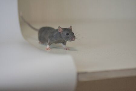 Gray rat on a white sheet of paperの写真素材