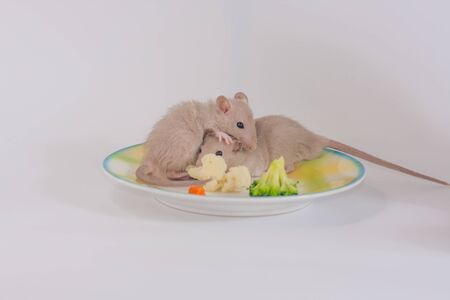 Rats on a plate with vegetables. Rat family on foodの写真素材