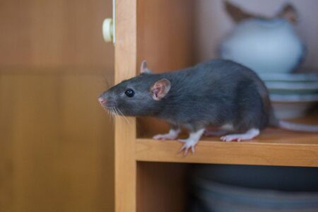 Gray mouse on a shelf among dishesの写真素材