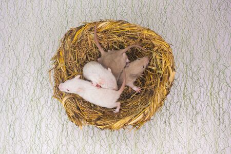 Rats family together. Little mice together with the whole familyの写真素材