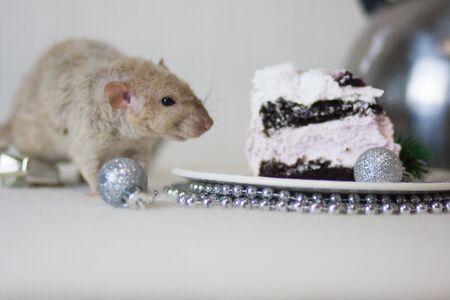 Light rat with a big piece of cakeの写真素材