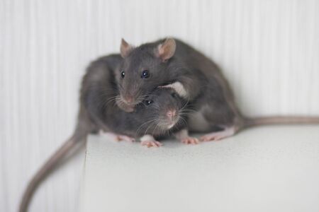 Rats family. two gray rats togetherの写真素材