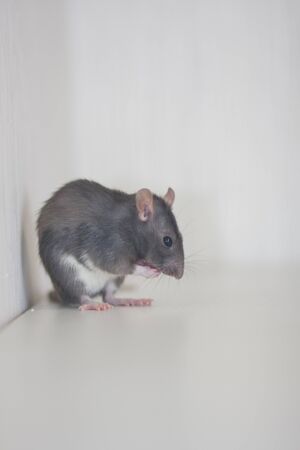Gray rat on a white backgroundの写真素材
