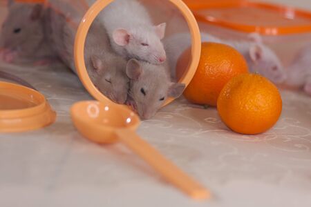 Cute rat on a light background. Little and cute mouse