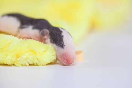 Cute rat on a light background. Little and cute mouseの写真素材