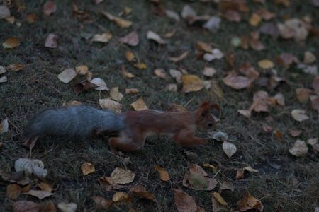 Red squirrel with a fluffy tail. Delicious nutsの写真素材
