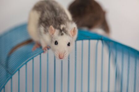 実験用マウスの写真 イラスト素材一覧 6 978件 ストックフォトのamanaimages Plus