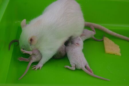 実験用マウスの写真 イラスト素材一覧 6 910件 ストックフォトのamanaimages Plus