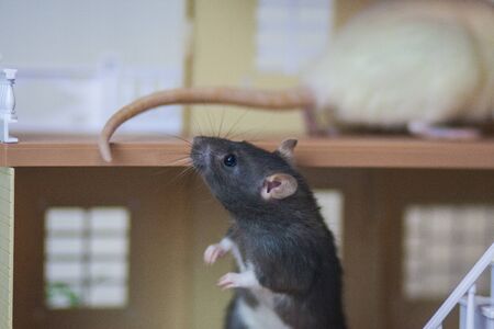 Isolation do it yourself concept. Rat in a black little cage.の写真素材