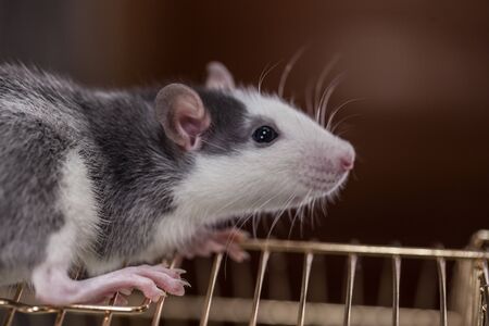 Pandemic Isolation Concept. The rat is on the roof of its cage.の写真素材