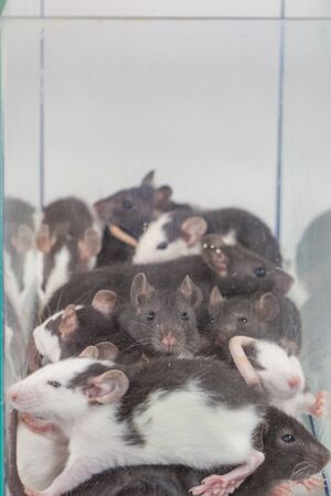 Isolation do it yourself concept.  Rats family in a glass house, mouse in a shelter