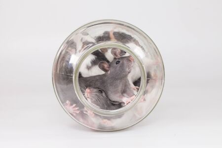 Isolation do it yourself concept. Rats in a purple cage on a white backgroundの写真素材