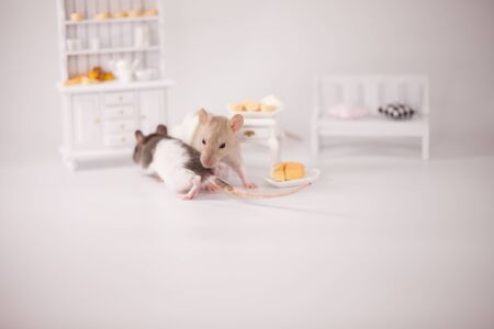 Virus isolation concept. Rat in a white room among the furniture. Rat at home with a slice of cheeseの写真素材