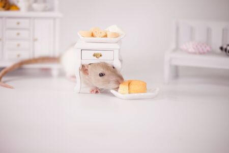 実験用マウスの写真 イラスト素材一覧 6 978件 ストックフォトのamanaimages Plus