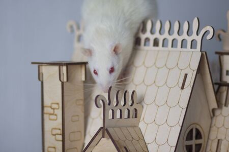 Virus isolation concept. Rat in a wooden house. Sits and missesの写真素材