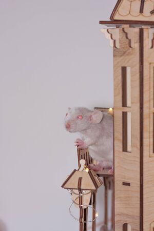 Virus isolation concept. Rat in a wooden house. Sits and missesの写真素材