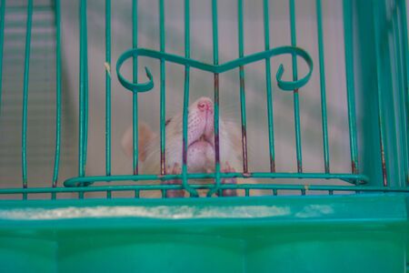 Virus isolation concept. Rat behind the iron bars of a cageの写真素材