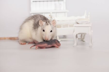 Virus isolation concept. Rat mom and her little bald children in a white room with furniture. Family isolation at homeの写真素材