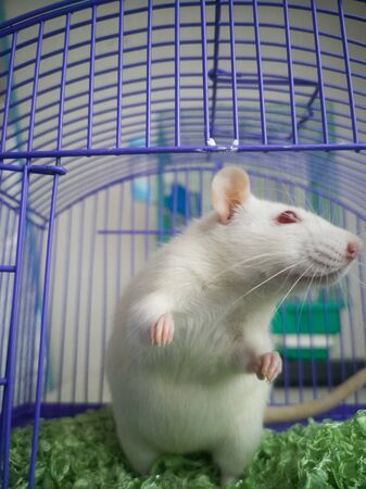 self isolation concept. Rats in a cageの写真素材