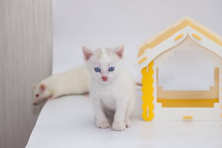 Small and cute kitten in a yellow house on a white background. Positive mood and a good day. Self isolation conceptの写真素材