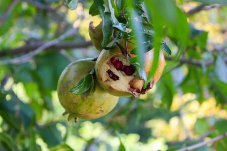 Juicy and ripe pomegranate on a treeの写真素材