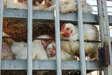 White chicken in a cage