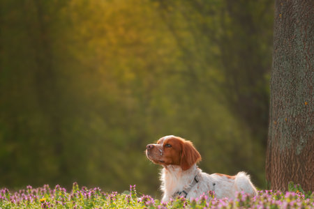 Brittany spaniel dog sitting in a spring field of purple flowers with dreamy golden light.