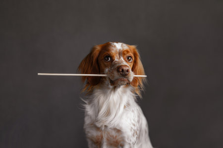 Side view of dog with spotted fur holding a wooden stick in its mouth. Light falls softly on the...