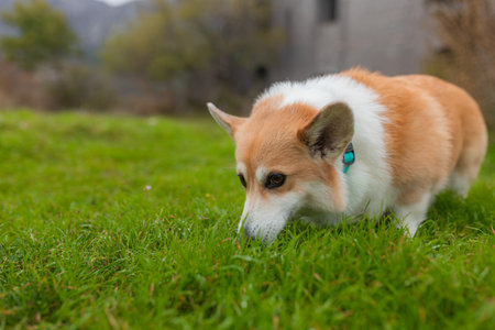 Orange-white Welsh corgi intently sniffing fresh grass. Short legs, thick fur, alert expression. Blurred building and trees frame background.の写真素材