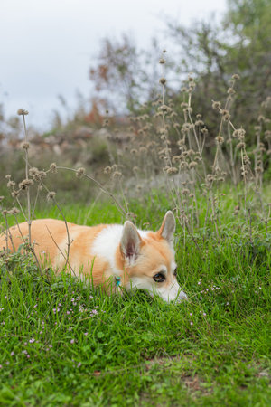 Low-lying orange-white corgi in lush grass, partially concealed by dry wild stems. Wearing turquoise...