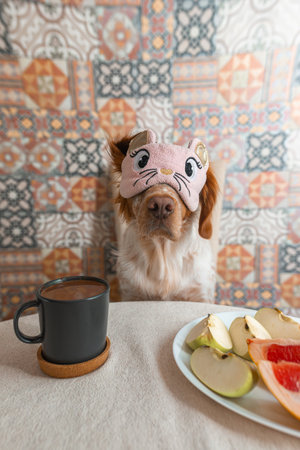 Front view of dog in sleep mask behind breakfast table with grapefruit and apples, ceramic mug to left, colorful tile wall behind.の写真素材