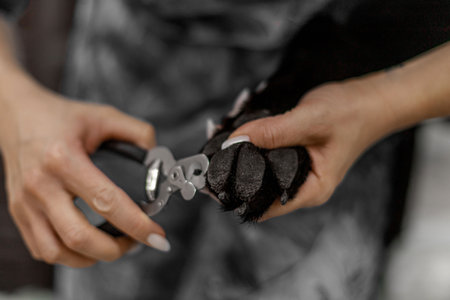 Close view of a person trimming a dog's claws with special pet nail clippers, focusing on hygiene and careの写真素材