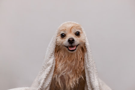 Dog with wet fur wrapped in white towel, smiling and posing indoors. Clean and fluffy look post grooming.の写真素材