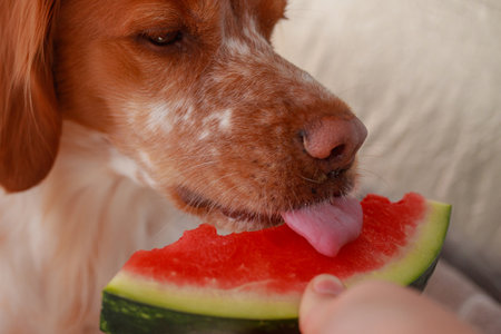 Closeup brown-white dog licking ripe watermelon slice from owner's hand. Detailed tongue texture, juicy watermelon, vibrant summer colors.の写真素材
