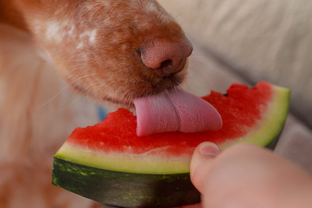 Dog licking watermelon showing clear tongue texture. Vibrant colors watermelon slice, owner's hand visible, bright cozy summer setting.の写真素材