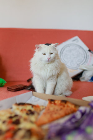 White longhaired cat with black marking sitting alert in front of open pizza box, orange couch background, pizza slices in foreground, closeup indoor portrait with cluttered lifestの写真素材