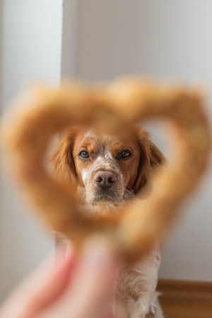 Dog framed by heart-shaped treat in soft focus, full face visible through snack opening, natural light.の写真素材