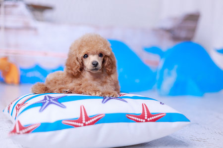 Apricot poodle puppy positioned lying on starfish-themed cushion with vibrant nautical background, clear studio light for children or pet-themed marketing.の写真素材