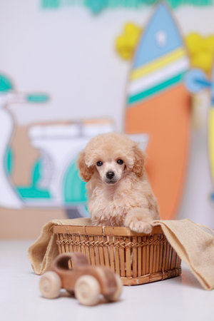 Apricot poodle puppy posed in rustic wicker basket with one paw over burlap edge, warm studio lighting, pastel vehicle illustration background for family pet themes.の写真素材