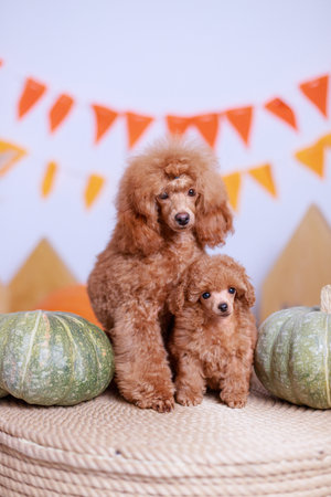Detailed shot of apricot-colored adult toy poodle with thick curly coat posing beside smaller puppy on woven table between green pumpkins with orange flag decorations in cozy autumの写真素材