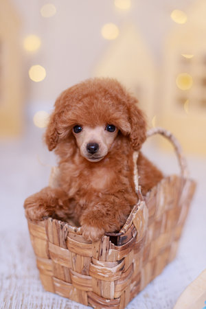 Fluffy apricot poodle puppy with curly coat sitting in rustic woven basket, warm background lights, cozy studio setting with soft bokeh.の写真素材