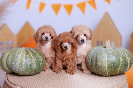 Fluffy apricot poodle puppies with curly coats posed in trio, standing close together, green pumpkins, orange bunting, rustic indoor setting.の写真素材