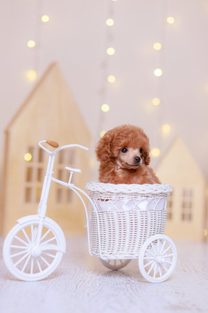 Fluffy apricot poodle puppy with curly coat posed in white wicker tricycle basket, background soft warm lights, cozy indoor rustic dÃ©cor.の写真素材