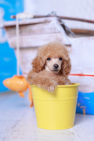 Apricot poodle puppy peeking from vibrant yellow metal bucket with rustic wooden fishing boat background, nautical themed advertising detail.の写真素材