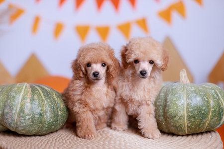 Close-up view of fluffy apricot-colored toy poodle puppies resting on rustic woven surface between green pumpkins with orange triangular flags background for autumn themed photo seの写真素材