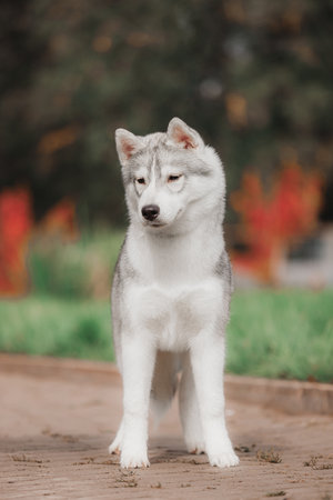 Full-body view of Siberian husky with erect ears thick gray white coat standing on path among green grass red foliage showcasing confident watchful upright stance.の写真素材