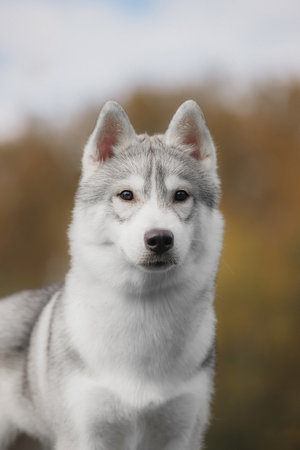 Young purebred Siberian husky close-up portrait with erect ears gray white fur confident expression autumn background.の写真素材