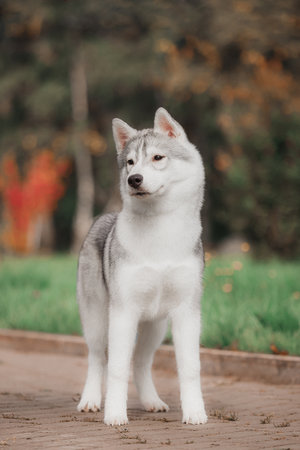 Full-body view of Siberian husky with erect ears thick gray white coat standing alert on paved path surrounded by lush green grass bright seasonal foliage.の写真素材